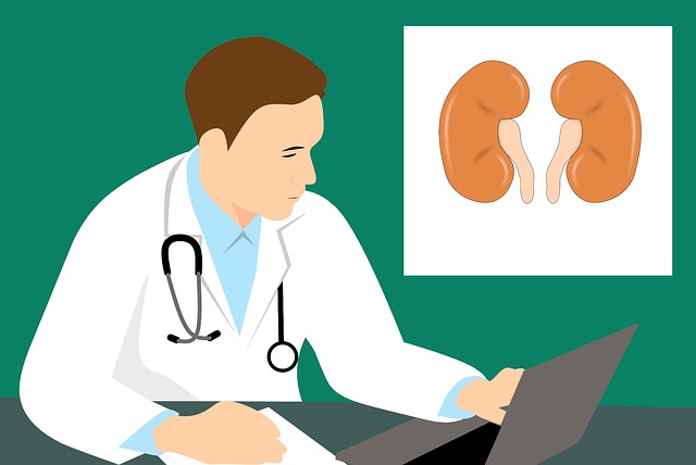 This image has an empty alt attribute; its file name is kidney-3667909_640.jpg